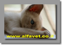 קלאופטרה  קלאופטרה